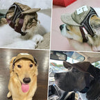 casquette pour chien