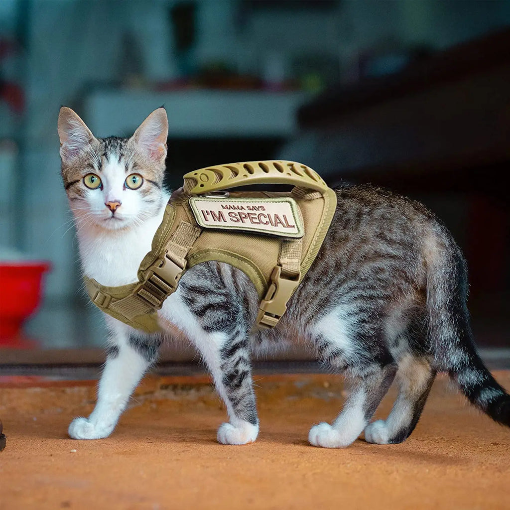 harnais pour chat