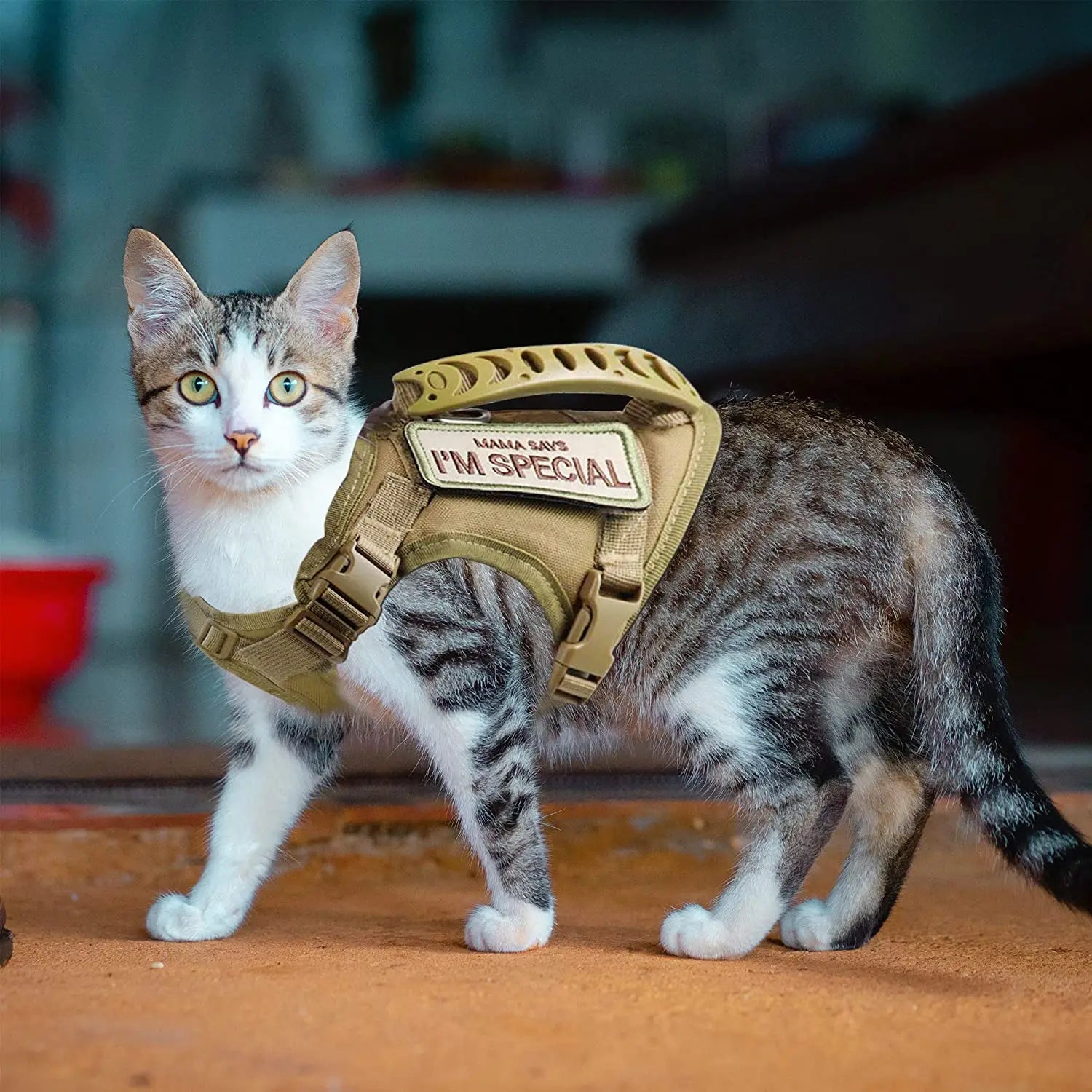 harnais pour chat